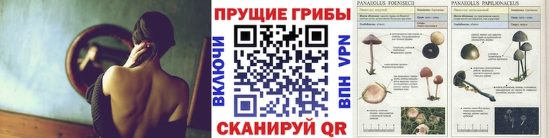 МЕГА вход  Цоци-Юрт  Псилоцибиновые грибы ЛСД 